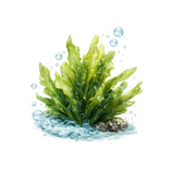 Seaweed Extract