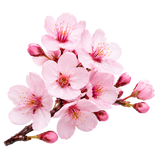 Cherry Blossom Extract