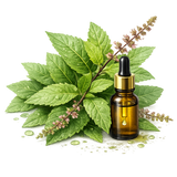 Tulsi Extract